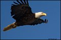_0SB8943 american bald eagle